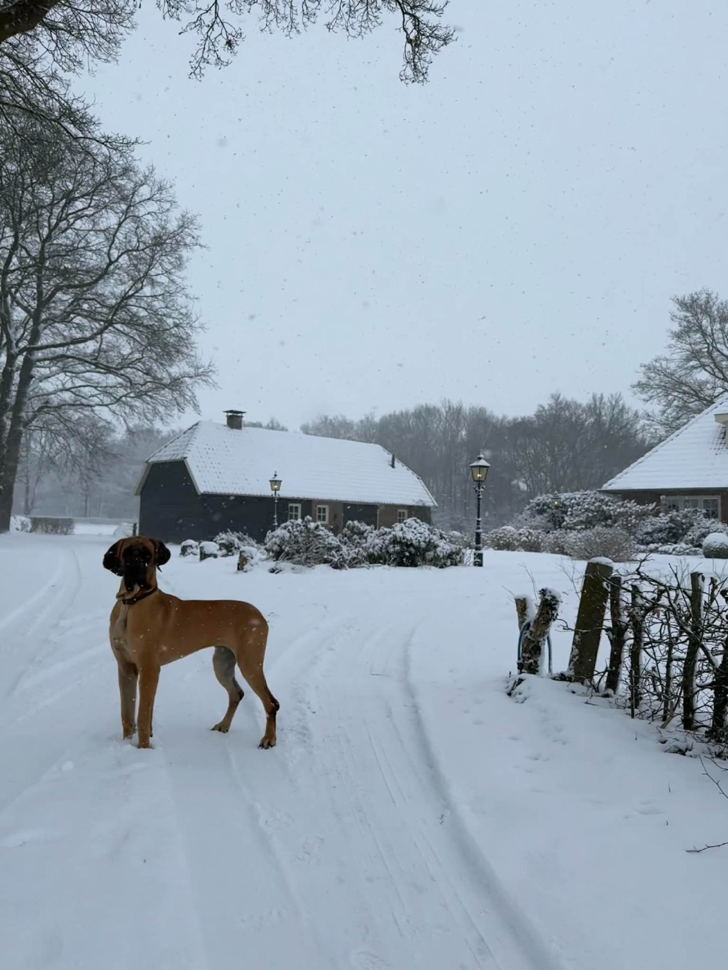 CH. the boss on chien De la vallee de cande