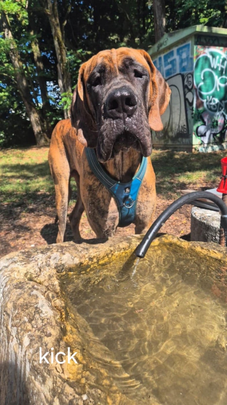 CH. the boss on chien De la vallee de cande