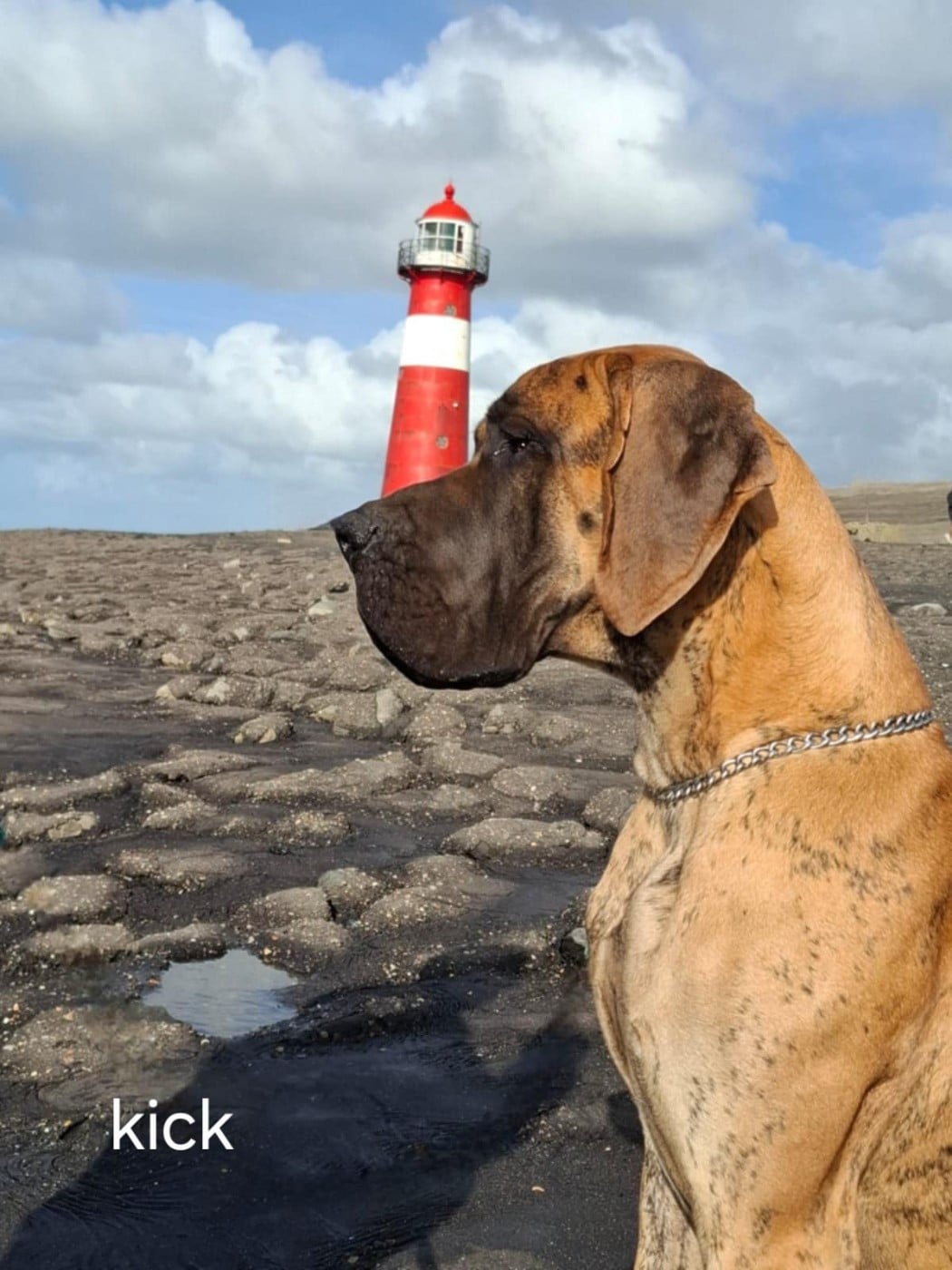 CH. the boss on chien De la vallee de cande