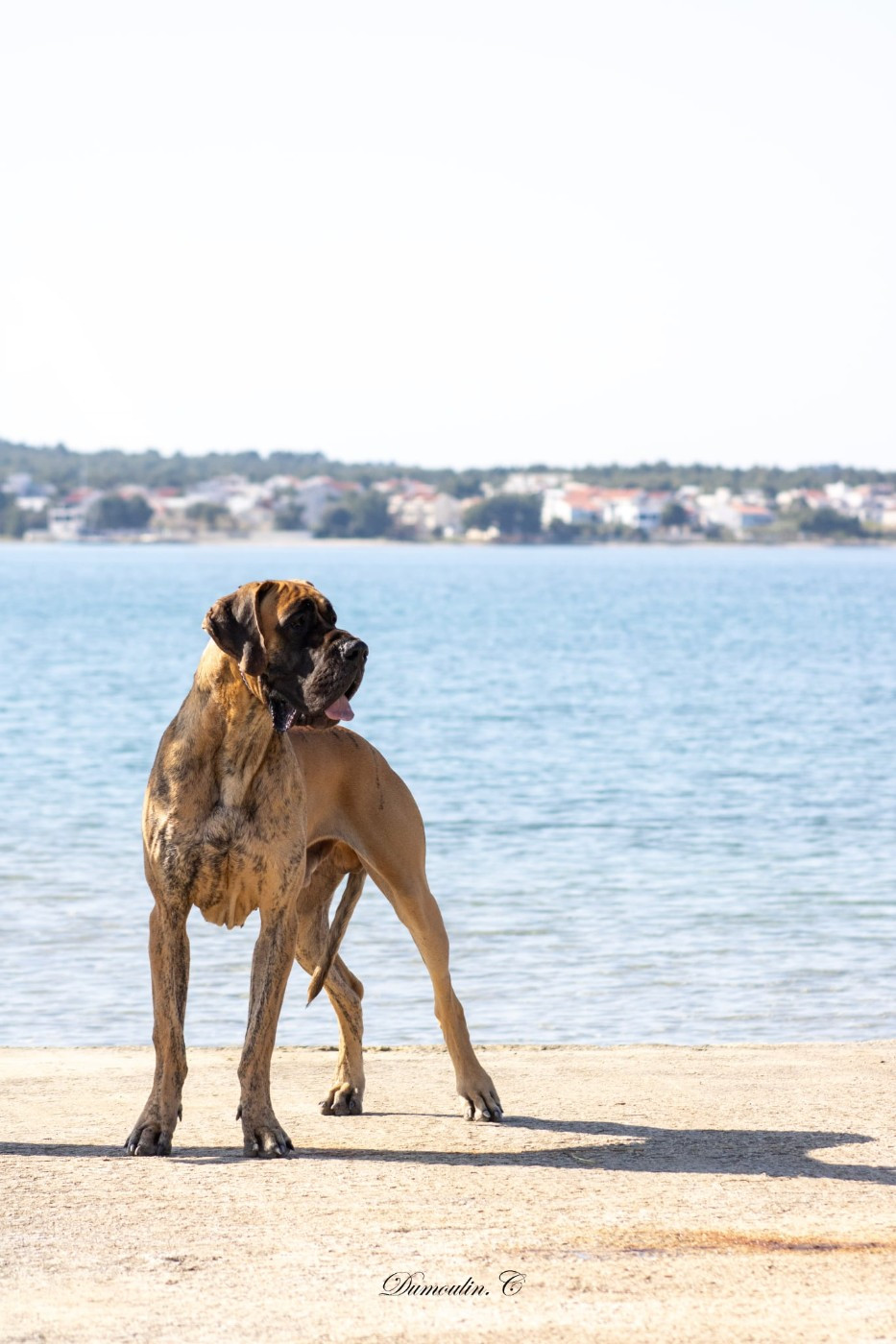 CH. the boss on chien De la vallee de cande