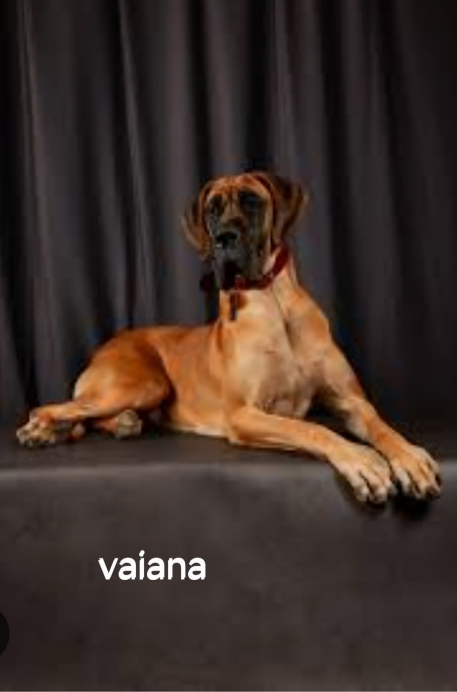 CH. the boss on chien De la vallee de cande