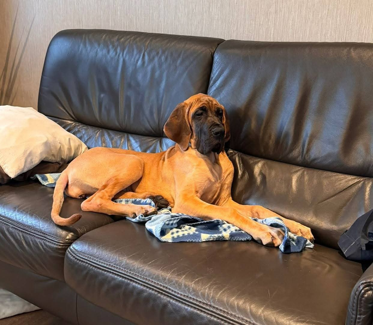 CH. the boss on chien De la vallee de cande