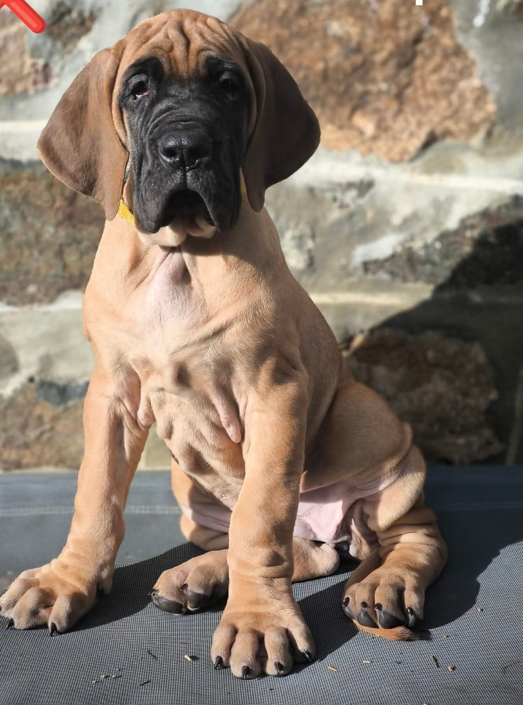 CH. the boss on chien De la vallee de cande