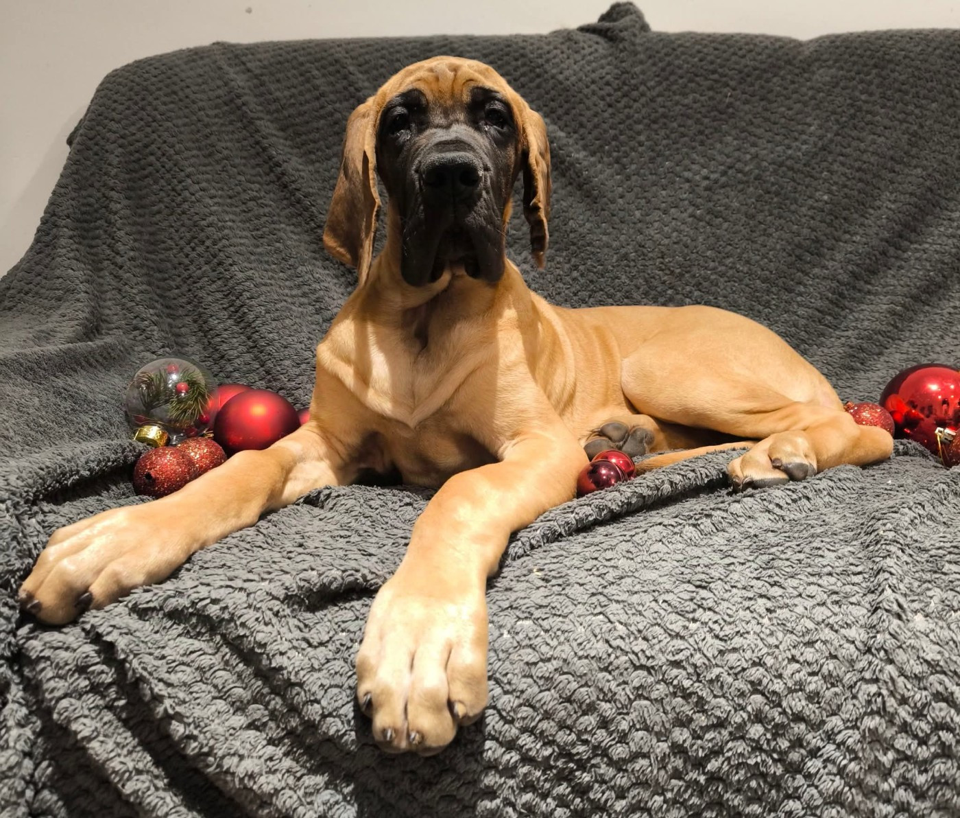 CH. the boss on chien De la vallee de cande