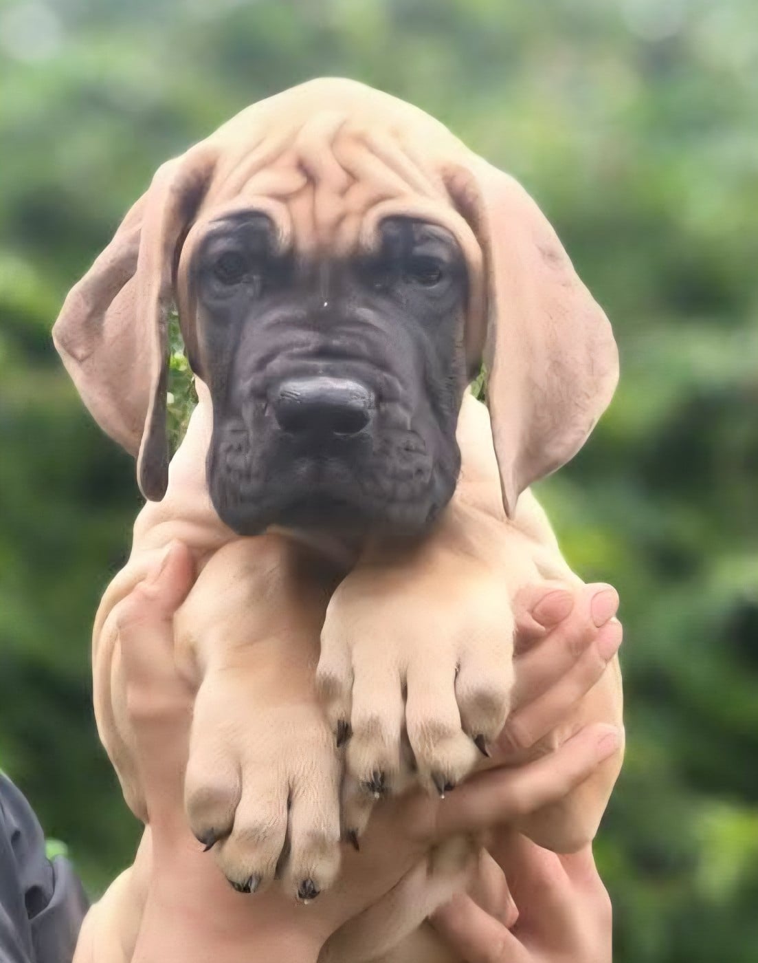 CH. the boss on chien De la vallee de cande