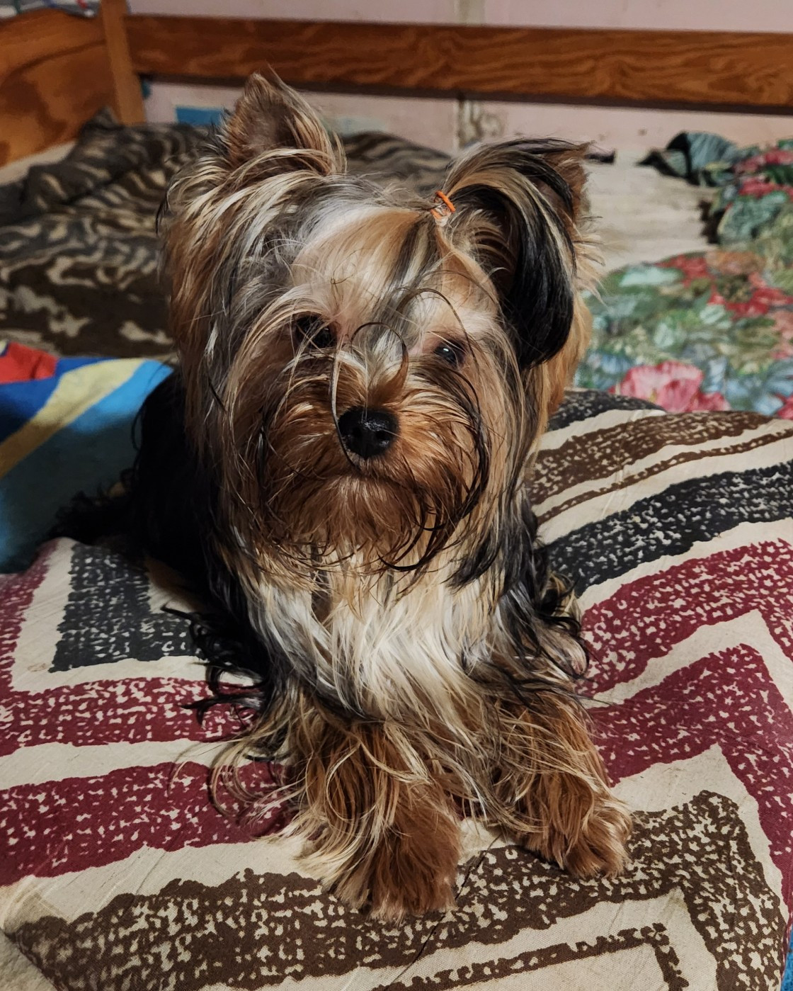 Une praline Des Doux Poilus