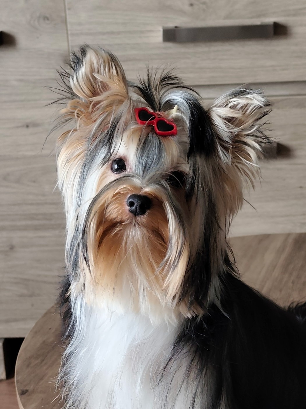 Une praline Des Doux Poilus