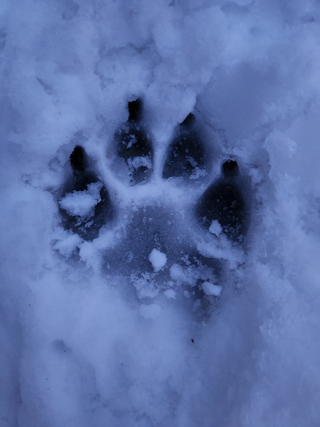 CH. the boss on chien De la vallee de cande