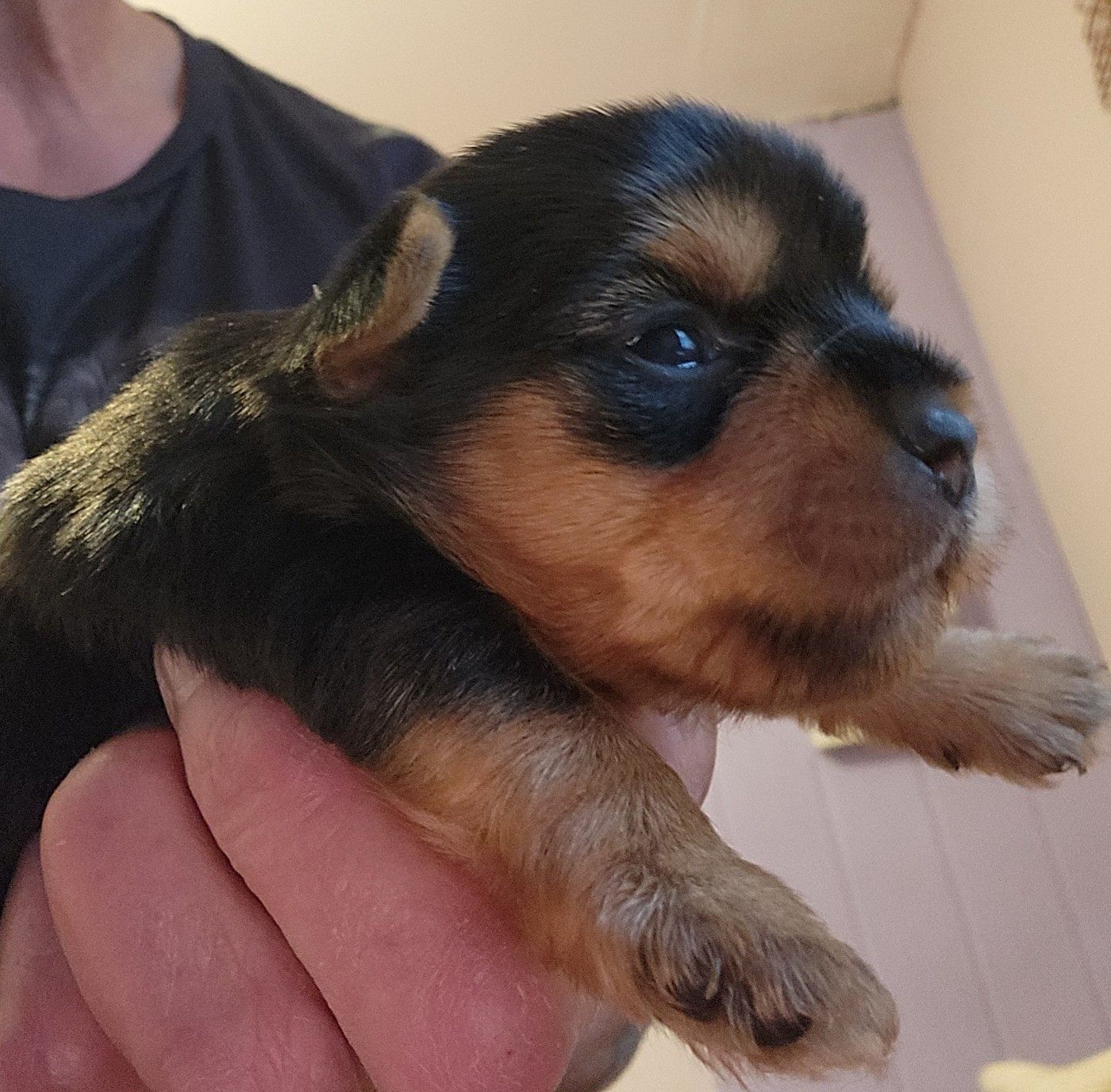 CHIOT 1 - Yorkshire Terrier