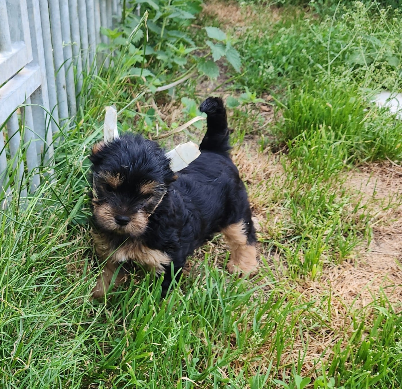 Berlioz