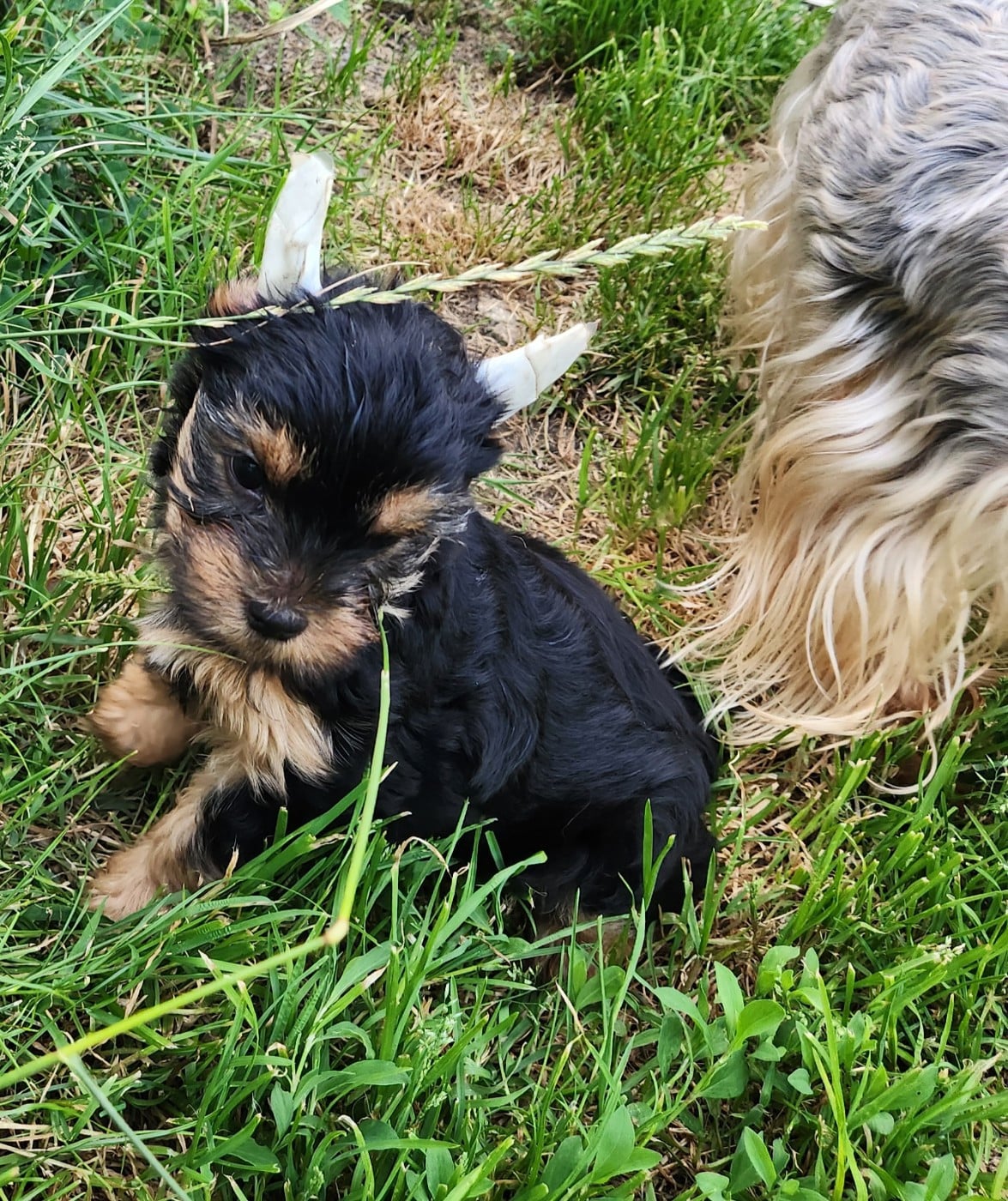Berlioz