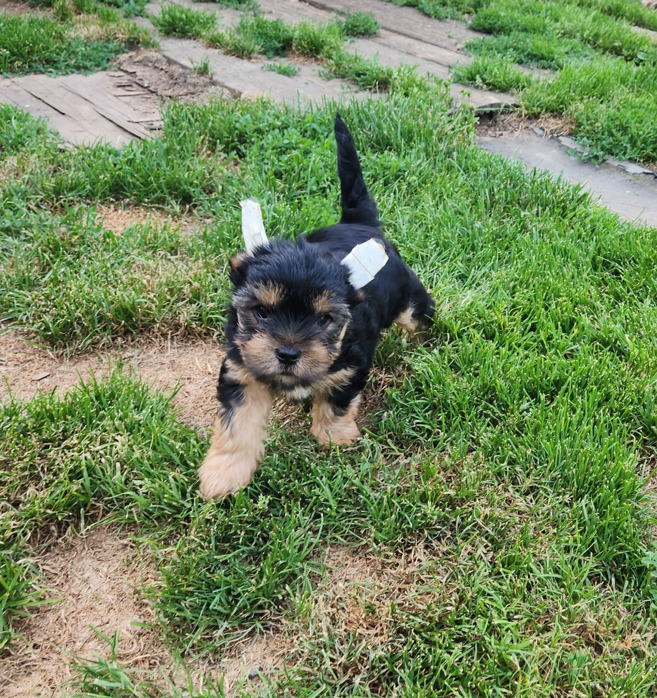 Berlioz