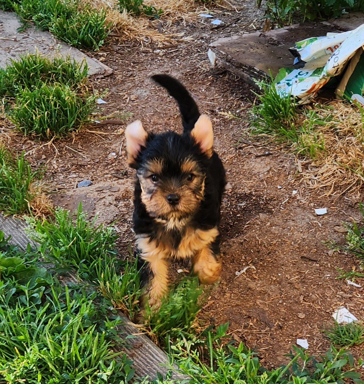 Berlioz