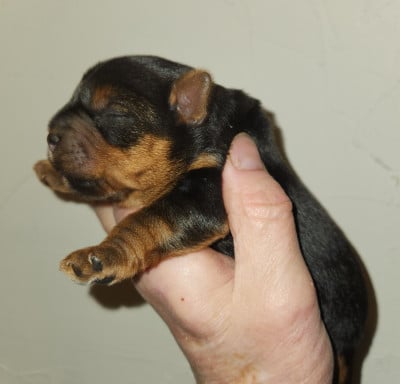Les chiots de Yorkshire Terrier