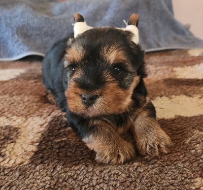 Les chiots de Yorkshire Terrier
