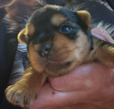 Les chiots de Yorkshire Terrier