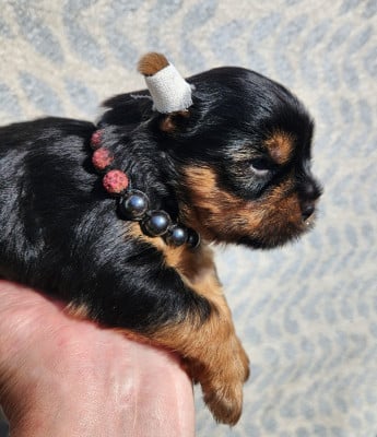 Les chiots de Yorkshire Terrier