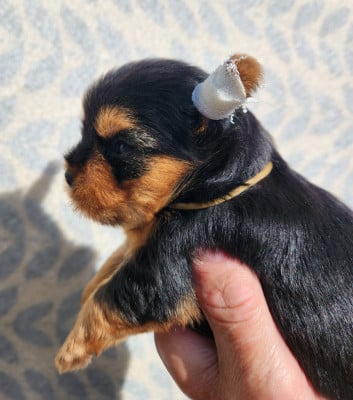 Les chiots de Yorkshire Terrier
