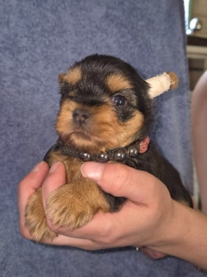 Les chiots de Yorkshire Terrier
