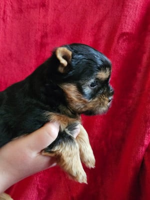 Les chiots de Yorkshire Terrier
