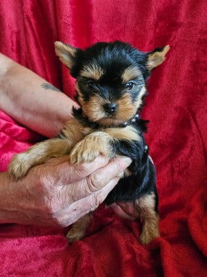 Les chiots de Yorkshire Terrier