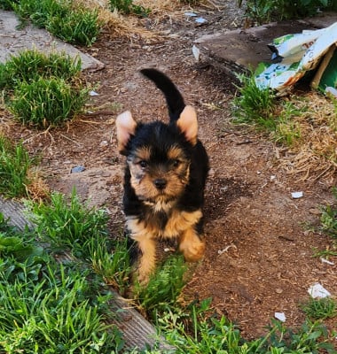 Les chiots de Yorkshire Terrier