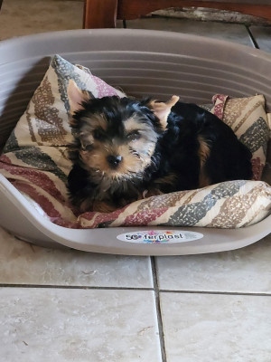 Les chiots de Yorkshire Terrier