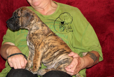 Les chiots de Dogue allemand