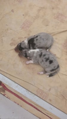 Les chiots de Colley à poil long