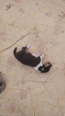 Les chiots de Colley à poil long