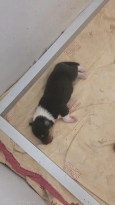 Les chiots de Colley à poil long