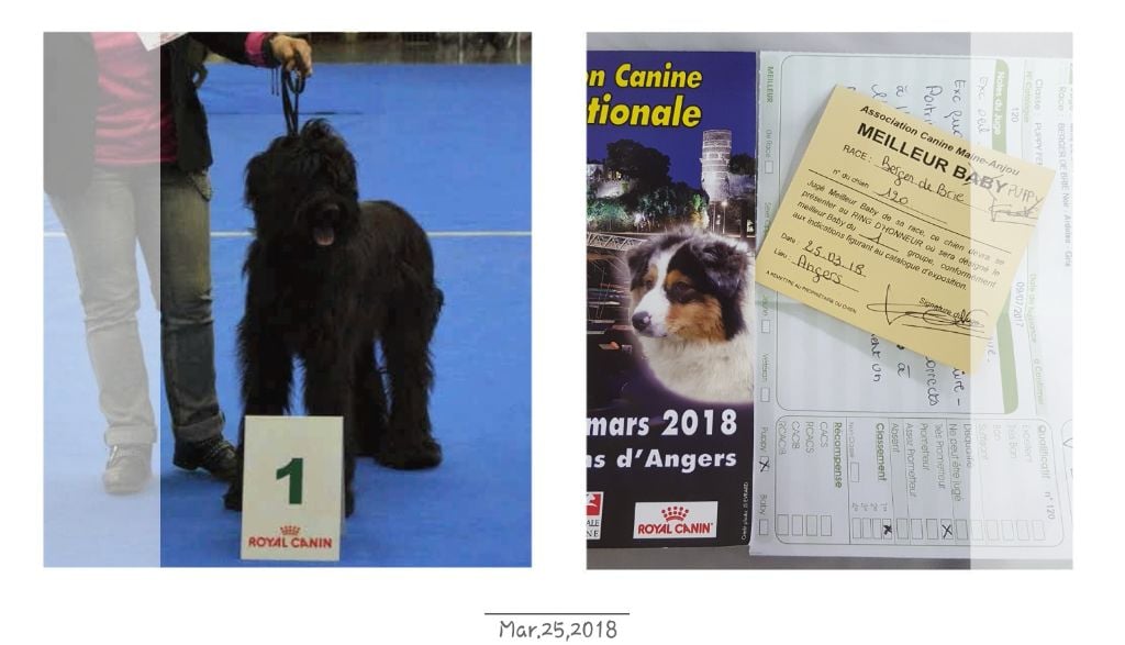 Nhiymaah natsu-d'ey-gio De La Gagée De Bohême - TRÈS PROMETTEUR - MEILLEUR PUPPY