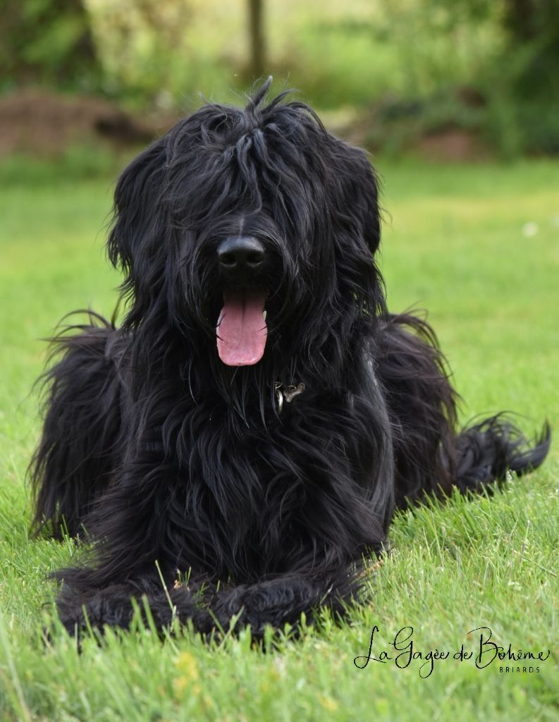 Nhiymaah natsu-d'ey-gio De La Gagée De Bohême - TRÈS BON