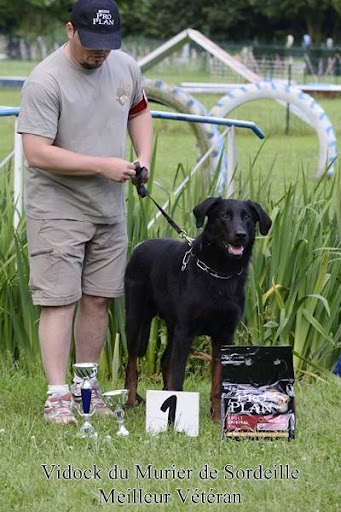CH. Vidock du Murier de Sordeille - Meilleur Vétéran