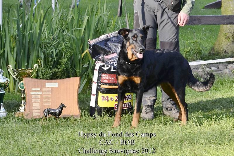 CH. Hypsy du Fond des Camps - CAC - BOB - Challenge Sauvignac 2012
