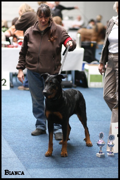 CH. Hypsy du Fond des Camps - CAC - CACIB - BOB - Europasierger 2011