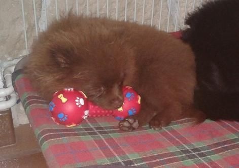 Joyce Des Souffles Sacres