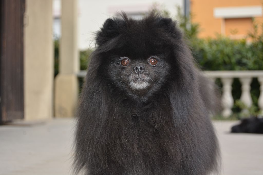 CH. Hayko Des Souffles Sacres