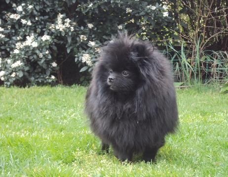 CH. Hayko Des Souffles Sacres