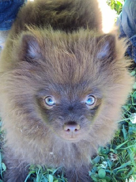 Joyce Des Souffles Sacres