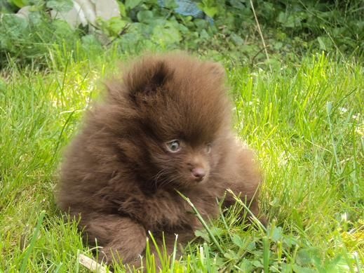 Joyce Des Souffles Sacres