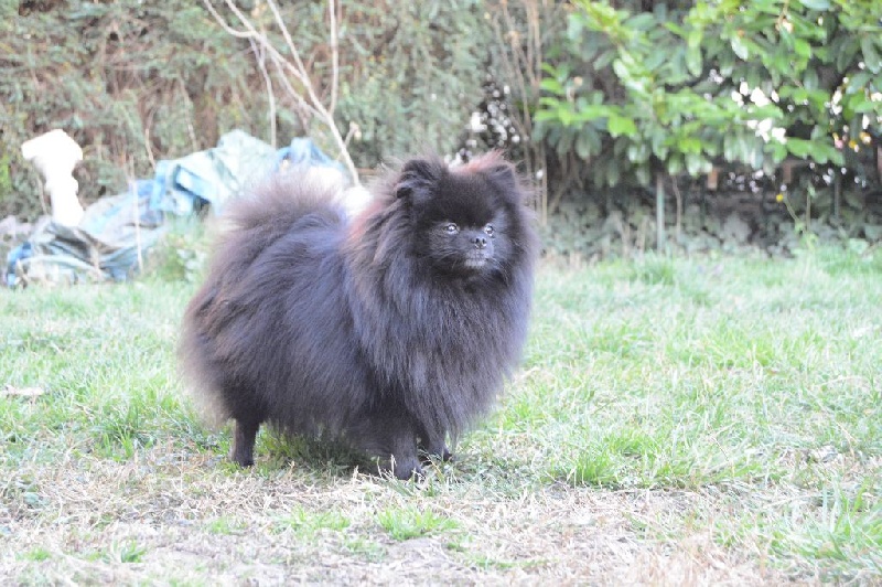 CH. Hayko Des Souffles Sacres