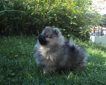 Jaya Des Souffles Sacres