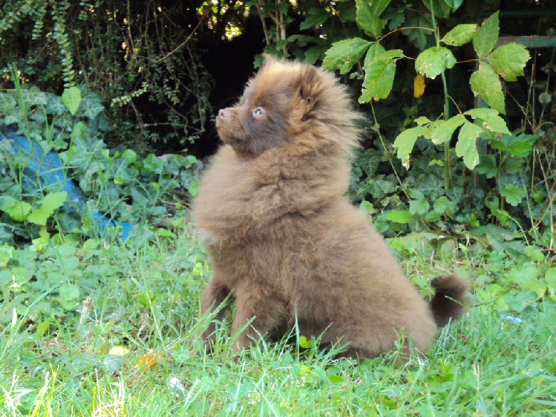 Joyce Des Souffles Sacres