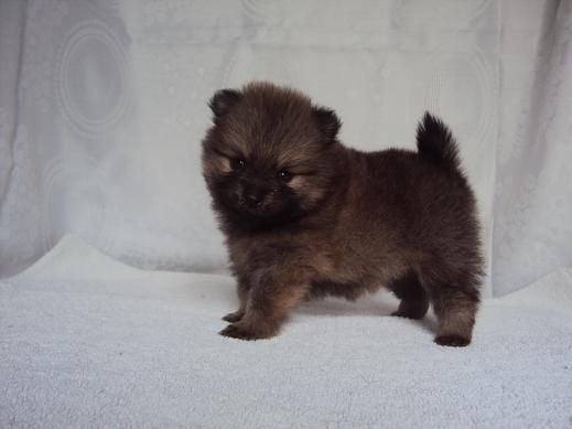 Jaya Des Souffles Sacres