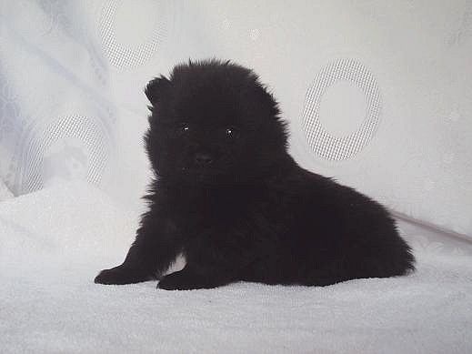 Justy Des Souffles Sacres