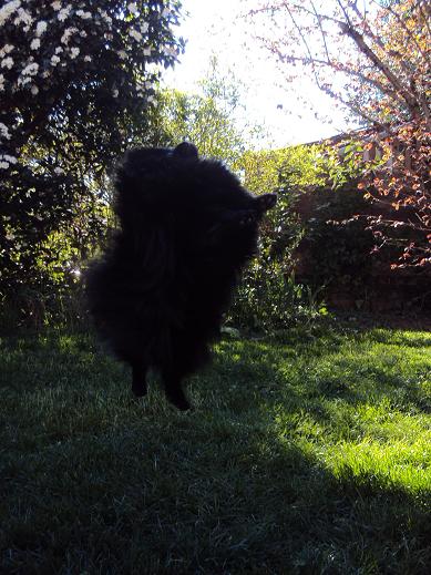 CH. Hayko Des Souffles Sacres