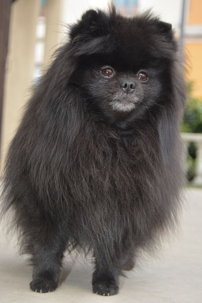 CH. Hayko Des Souffles Sacres