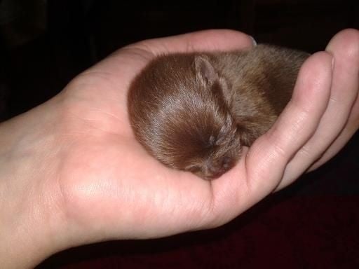 Joyce Des Souffles Sacres