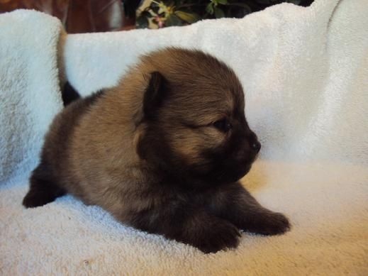 Jaya Des Souffles Sacres